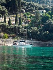 buy Trintella  IV For Sale